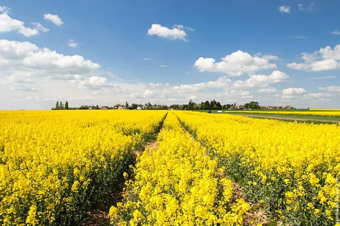 Наша компанія постійно закуповує Сою Ріпак Соняшник врожаю 2024- фото № 2