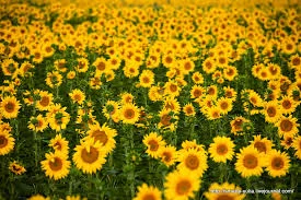 Наша компанія постійно закуповує Сою Ріпак Соняшник врожаю 2024- фото № 3