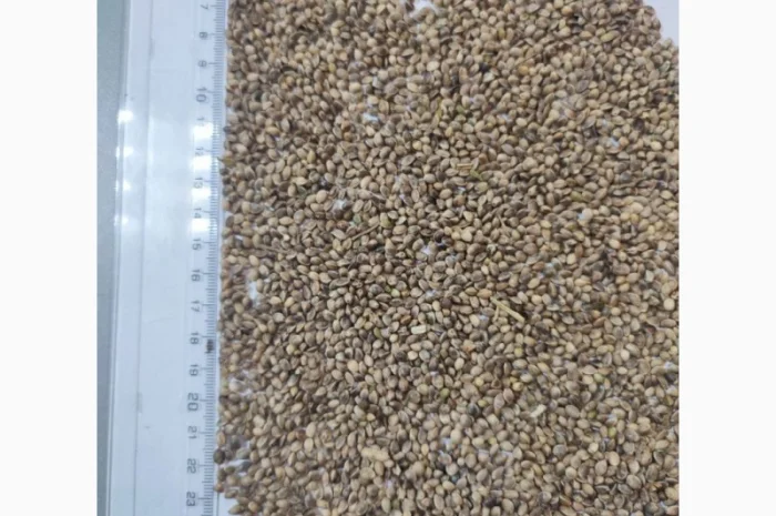 Технические конопли для продажи- фото № 2