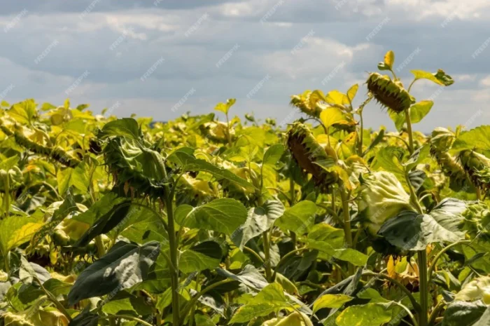 Соняшник Ріпак Сою- фото № 2