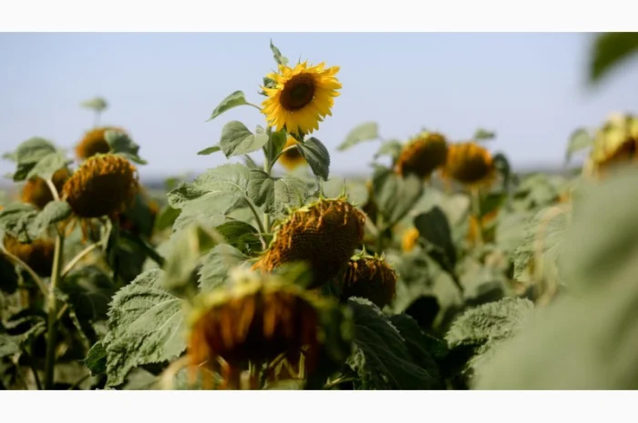 Дорого здійснюємо закупівлю Ріпаку Сої Соняшнику- фото № 3