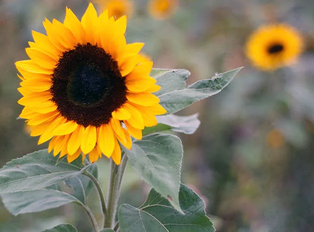 Закуповуємо Ріпак Сою за конкурентними цінами- фото № 3