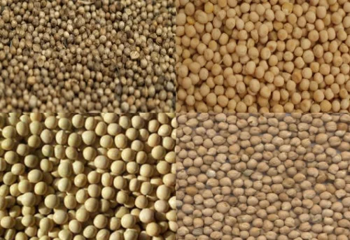 Закупаем подсолнечник- фото № 2