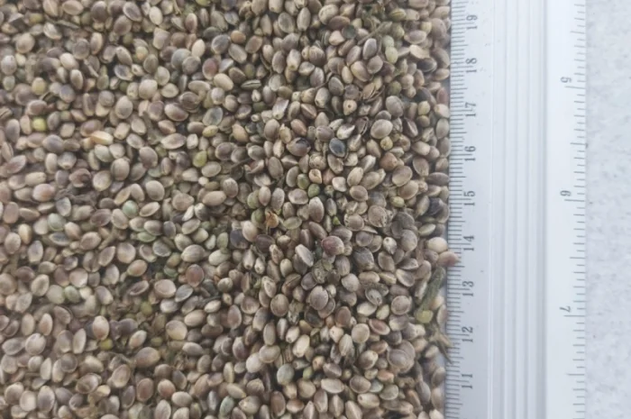 Насіння (товарне) промислових конопель- фото № 1