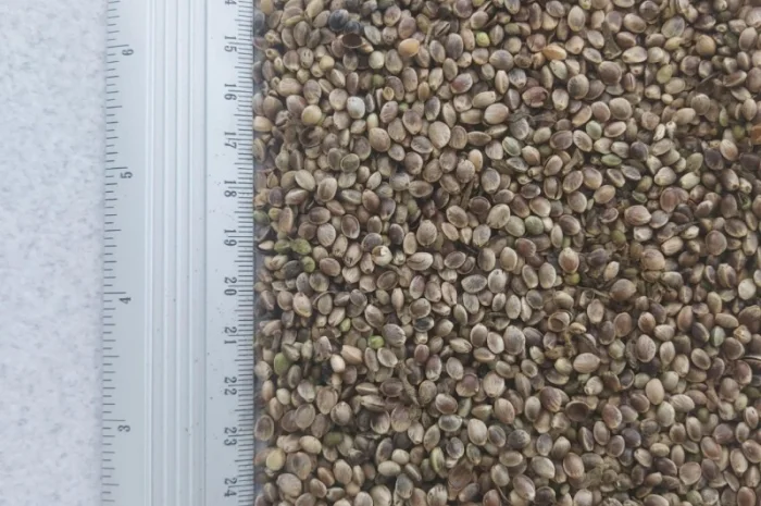 Насіння (товарне) промислових конопель- фото № 2