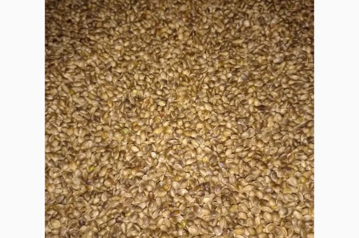 Сертифіковане Насіння Технічної Коноплі- фото № 1