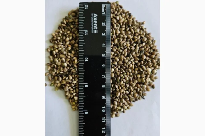 Сертифіковане Насіння Технічної Коноплі- фото № 2