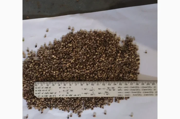 Сертифіковане Насіння Технічної Коноплі- фото № 3