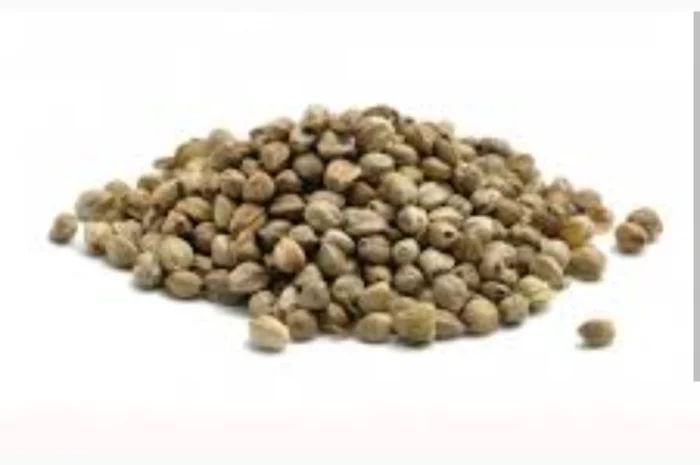 Куплю насіння технічної коноплі- фото № 1