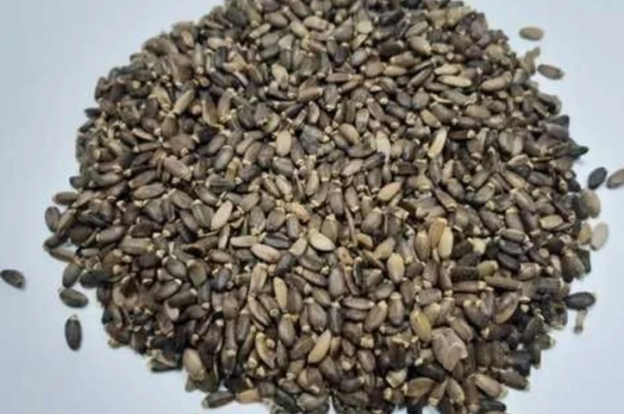 Льон- фото № 3