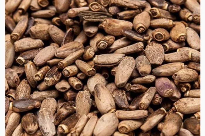 Льон- фото № 6