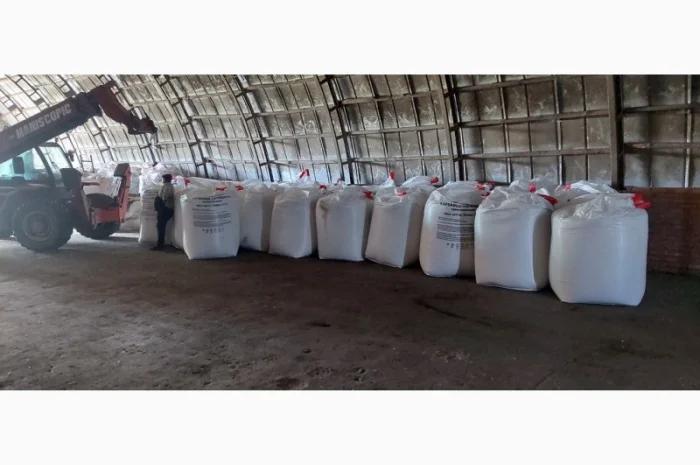 Якісні сертифіковані насіння однодомної промислової коноплі врожаю 2024 року для посіву та- фото № 1