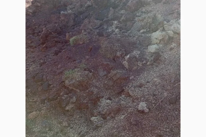 Куплю відходи соняшника- фото № 2