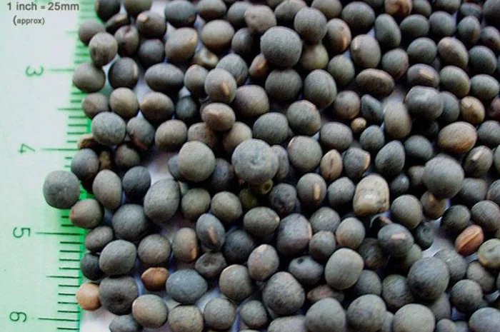 Куплю вику ДОРОГО- фото № 1