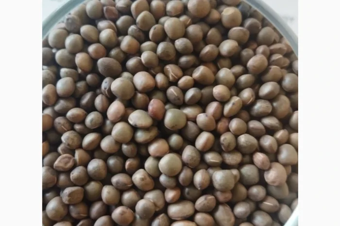 Насіння вики врожаю 2025 року- фото № 1