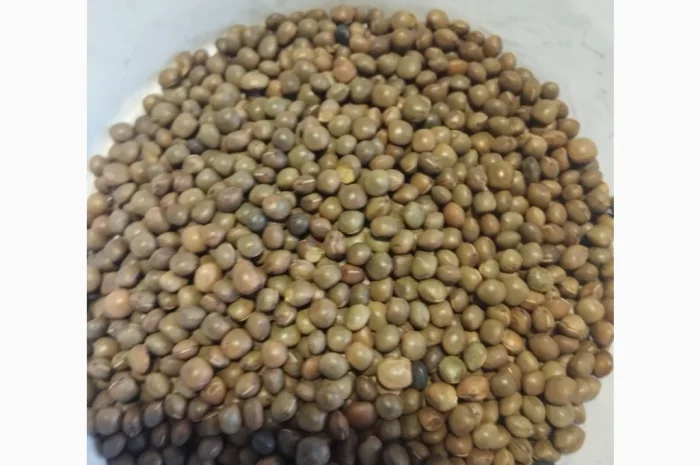 Насіння вики врожаю 2025 року- фото № 2