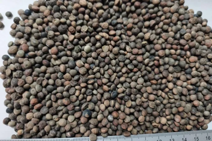 Реалізуємо вику яру- фото № 1