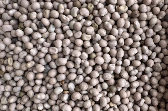 Продамо люпин- фото № 1