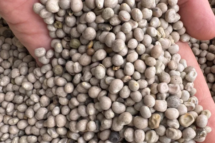 Продамо люпин- фото № 2