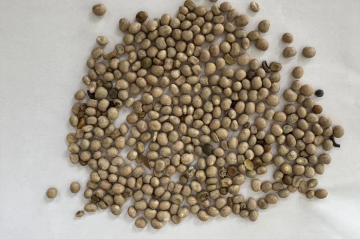 Продамо люпин- фото № 3