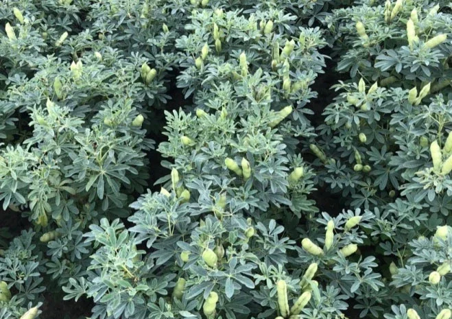 Насіння люпину Барвінок- фото № 1