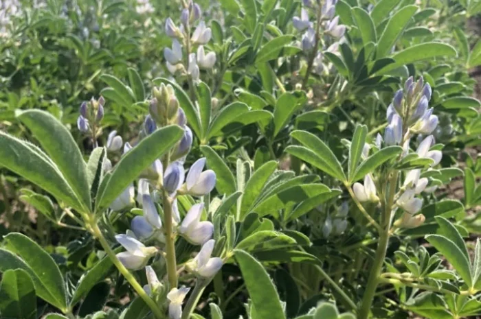 Насіння люпину Барвінок- фото № 2