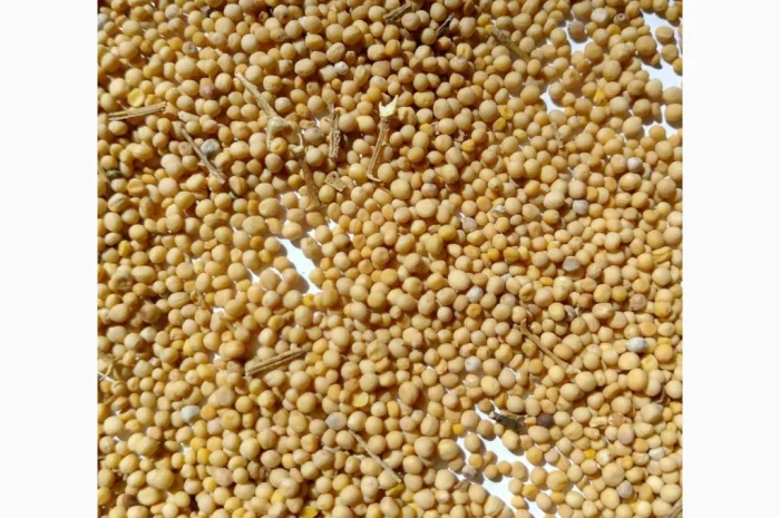 Продам гочиця жовта 200т.- фото № 1