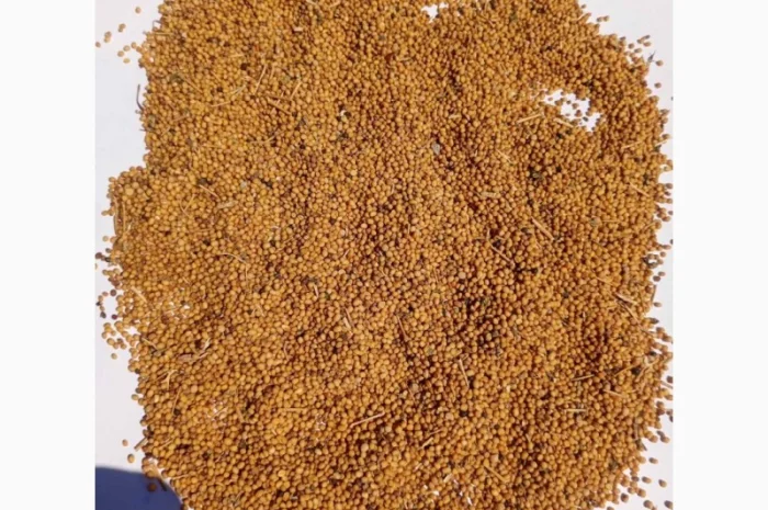 Гірчиця- фото № 1