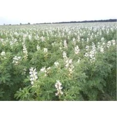 Продам насіння білого люпину Щедрий 1р- фото № 1