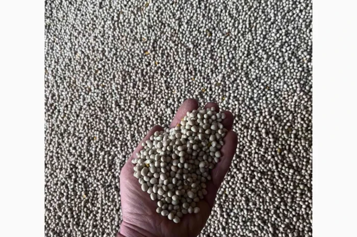 Продается насіння люпину вузьколистого Локомотив еліта- фото № 2