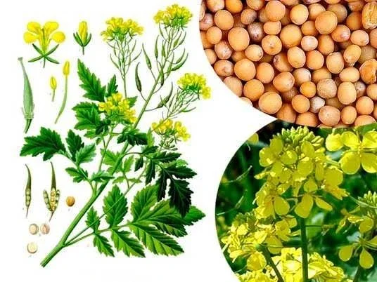 Закуповуємо гірчицю білу. Повний супровід- фото № 1