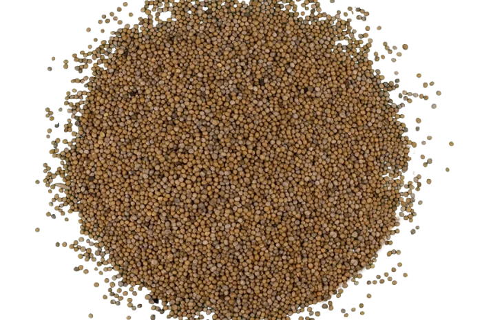 Закуповуємо врожай білої гірчиці- фото № 1