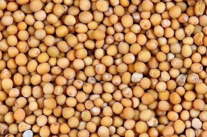 Швидкий викуп білої гірчиці. Самовивіз- фото № 1