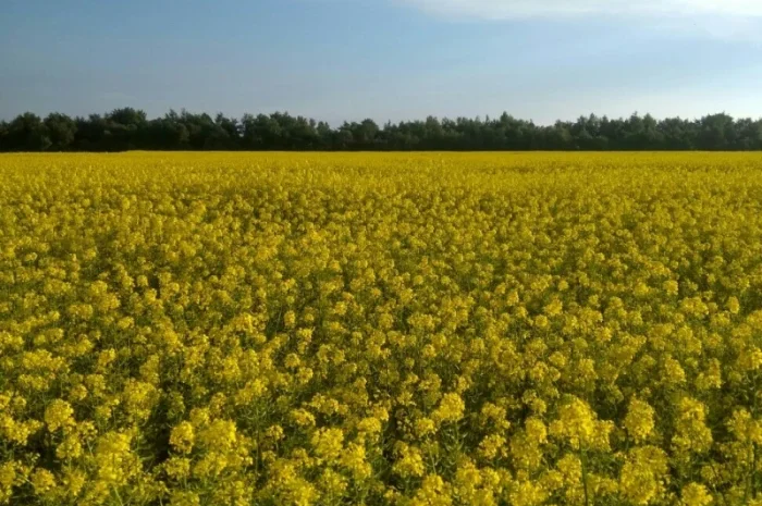 Куплю гірчицю. Самовивіз із місця- фото № 1