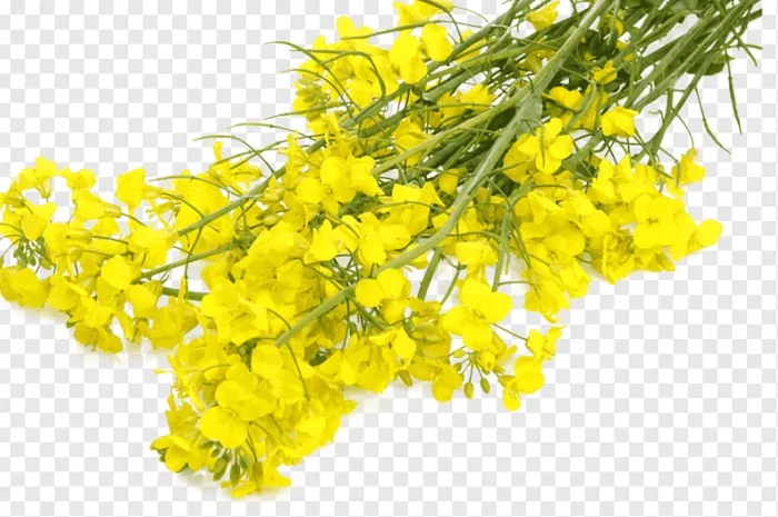 Новий заголовок: Куплю білу гірчицю. Свій транспорт. Розрахунок на місці- фото № 1