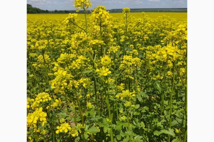 Постійна закупівля гірчиці білої- фото № 1