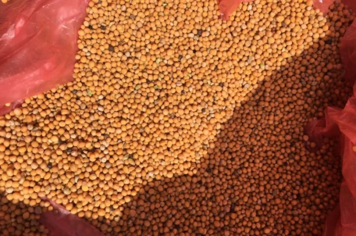 Куплю білу гірчицю- фото № 1