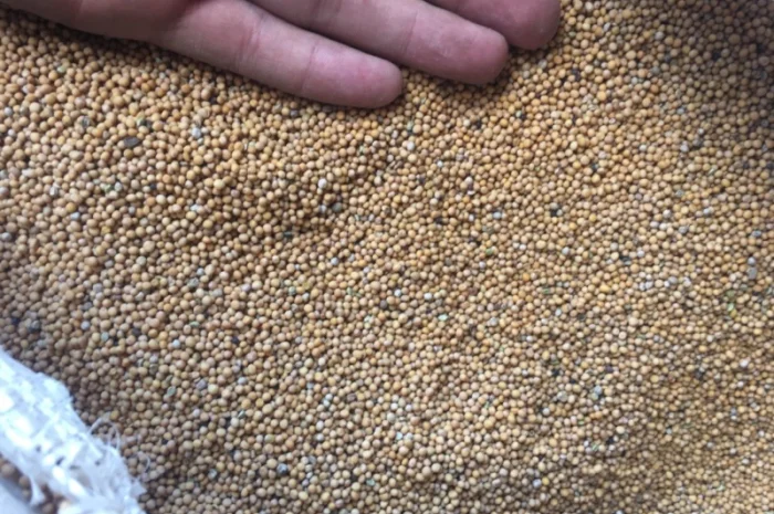 Горчица покупаем- фото № 1