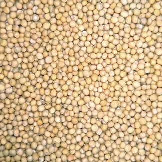 Купую гірчицю- фото № 1