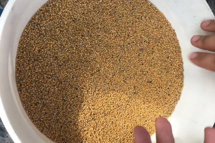 Купуємо гірчицю жовту та білу- фото № 1