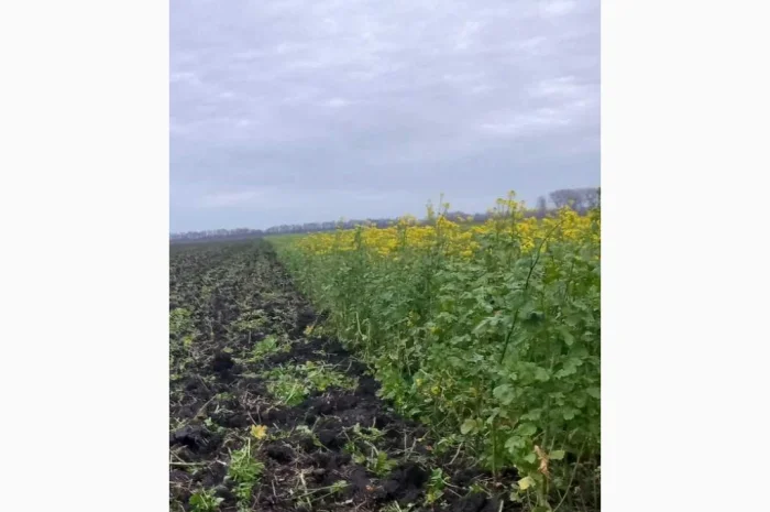 Продам гірчицю жовту- фото № 1