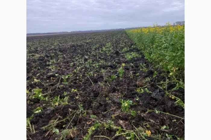 Продам гірчицю жовту- фото № 2