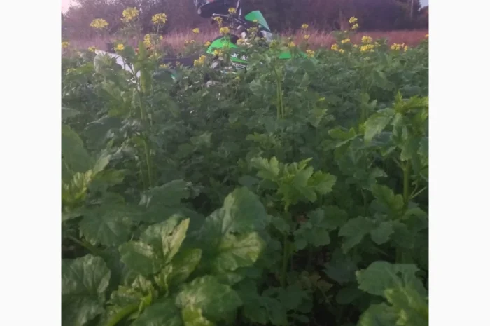 Продам гірчицю жовту- фото № 3