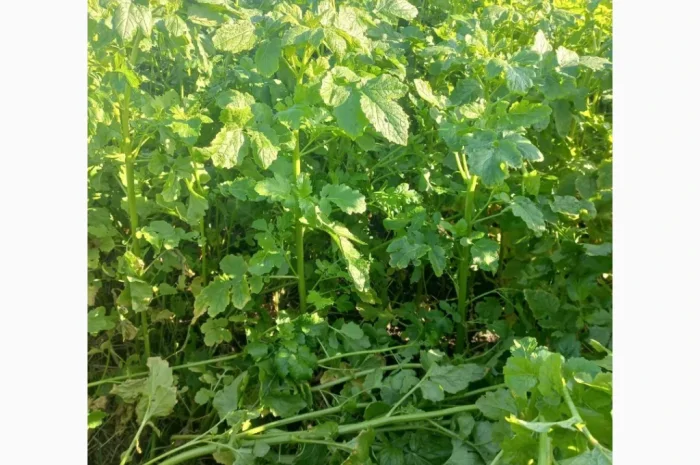 Продам гірчицю жовту- фото № 4