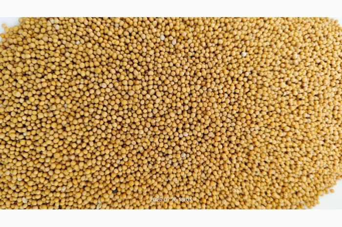 Продам гірчицю білу сорт-Андромеда (Чехія)- фото № 1