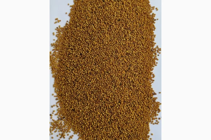 Продам насіння- фото № 1