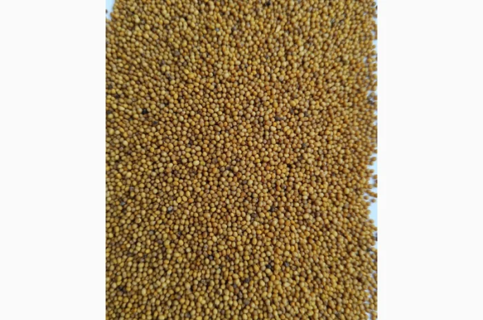 Продам насіння- фото № 2