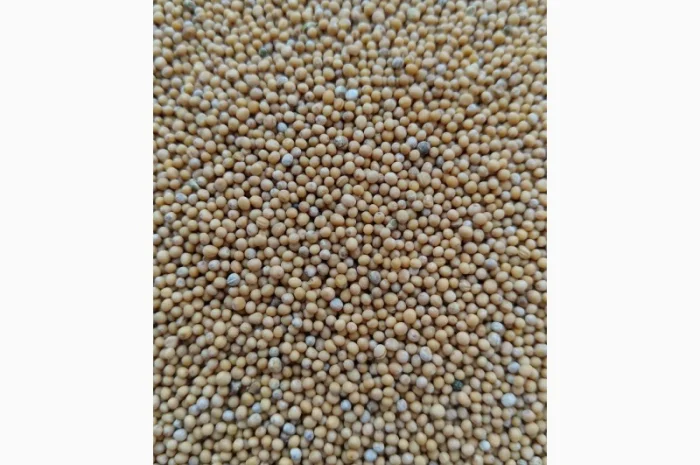 Продается гірчиця біла сорт Андромеда- фото № 1