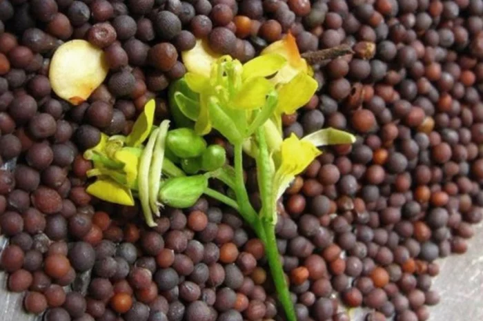 Куплю черную и белую горчицу- фото № 1