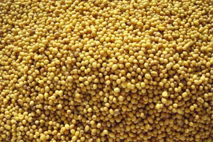 Куплю гірчицю ф2 ф3- фото № 1